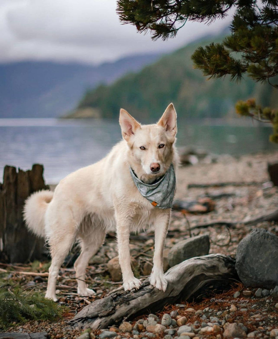 Juniper | Dog Bandana: Various Sizes